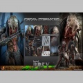 Hot Toys Feral Predator - Prey