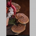 Series No.5 Mannentake - The Mushroom Girls (Reverse Studio)