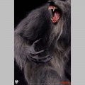 PCS 1/3 The Howling - Hurlements