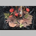No.6 Marasmius Haematocephalus - The Mushroom Girls (Reverse Studio)