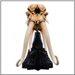 Weta Skull of a Mumak - The Lord of the Rings