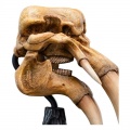 Weta Skull of a Mumak - The Lord of the Rings