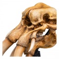 Weta Skull of a Mumak - The Lord of the Rings