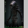 Hot Toys Big Chap 1/6 - Alien