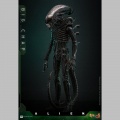 Hot Toys Big Chap 1/6 - Alien