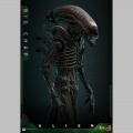 Hot Toys Big Chap 1/6 - Alien