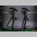 Hot Toys Big Chap 1/6 - Alien