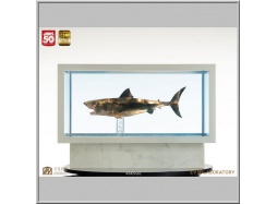 Maquette 1/18 Jaws Bronze - Les Dents de la mer