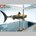 Maquette 1/18 Jaws Bronze - Les Dents de la mer