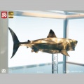 Maquette 1/18 Jaws Bronze - Les Dents de la mer