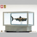 Maquette 1/18 Jaws Bronze - Les Dents de la mer